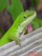 anole