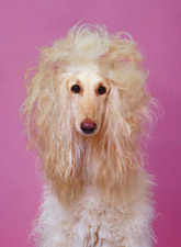 poodle